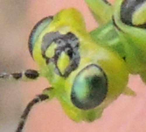 Réf. 334 851 : Rhogogaster sp.